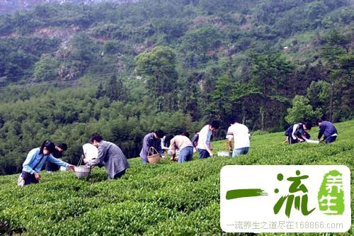 中药甘土的功效与作用_甘土的用法用量和禁忌注意