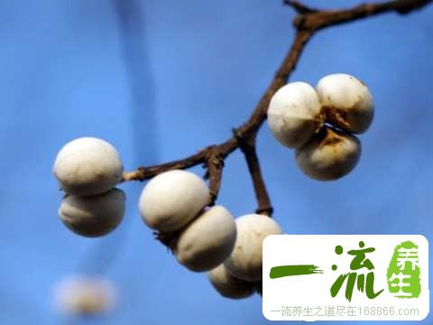 中药白果图片与鉴别方法_中药鉴别