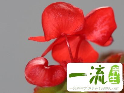中药石腊红的功效与作用_石腊红的用法用量和禁忌注意