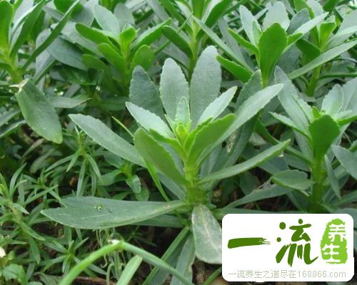 中药三七的功效与作用_三七的用法用量和禁忌注意
