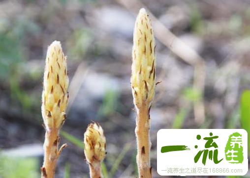 中药草苁蓉的功效与作用_草苁蓉的用法用量和禁忌注意