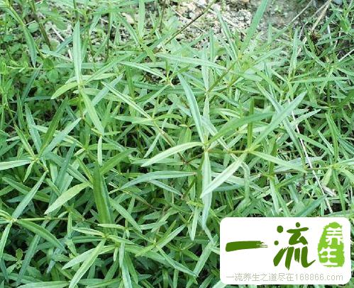 中药白花蛇舌草的功效与作用_白花蛇舌草的用法用量和禁忌注意