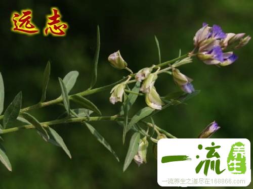 远志的功效与作用_中药常识