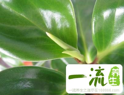 中药豆瓣绿的功效与作用_豆瓣绿的用法用量和禁忌注意