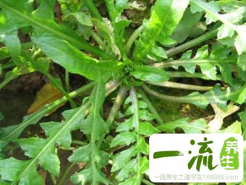 荠菜图片和荠菜的鉴别_中药鉴别