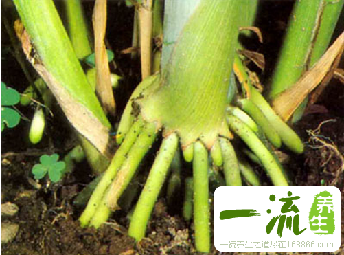 中药向日葵根的功效与作用_向日葵根的用法用量和禁忌注意