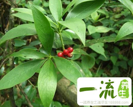 中药马比木的功效与作用_马比木的用法用量和禁忌注意