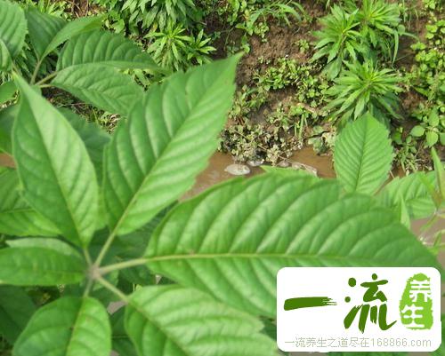 中药黄荆叶的功效与作用_黄荆叶的用法用量和禁忌注意