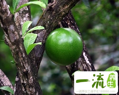 中药炮弹果的功效与作用_炮弹果的用法用量和禁忌注意