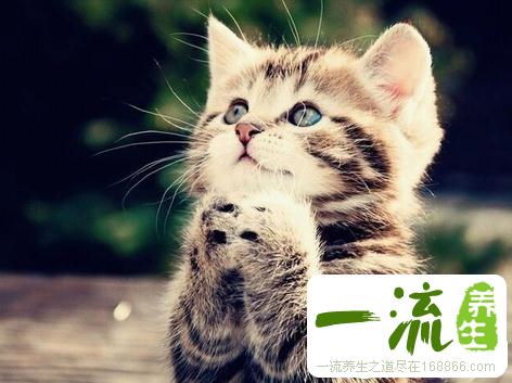 中药猫的功效与作用_猫的用法用量和禁忌注意