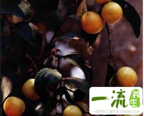 中药缅枣的功效与作用_缅枣的用法用量和禁忌注意