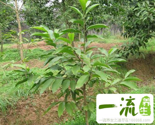 中药黄桷皮的功效与作用_黄桷皮的用法用量和禁忌注意