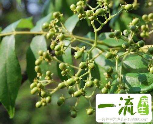 中药苦木的功效与作用_苦木的用法用量和禁忌注意