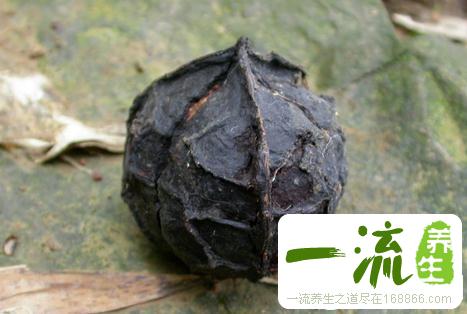 中药罂子桐的功效与作用_罂子桐的用法用量和禁忌注意