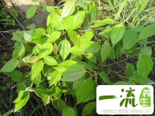 乌药的主要成分和作用_中药化学