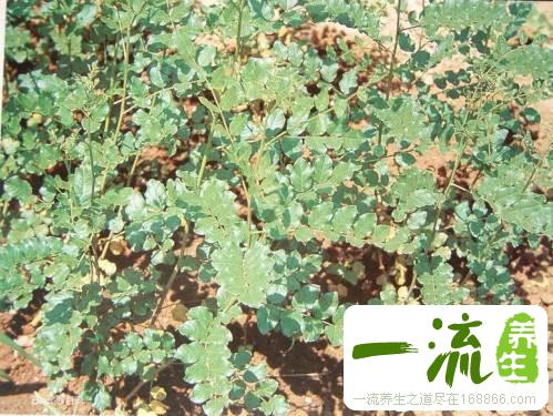 甘草的简介图片和鉴别方法_中药鉴别