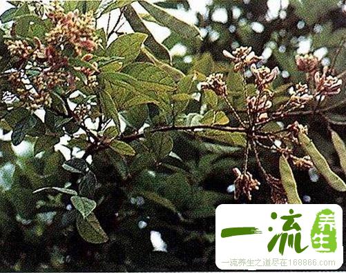 中药昆明鸡血藤的功效与作用_昆明鸡血藤的用法用量和禁忌注意