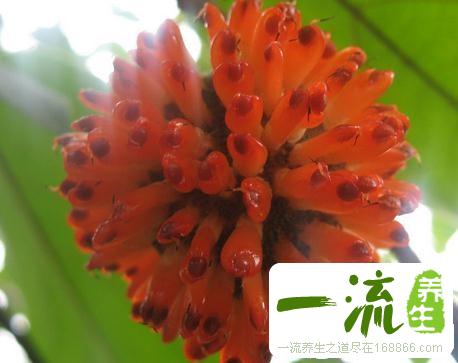 中药楮实子的功效与作用_楮实子的用法用量和禁忌注意