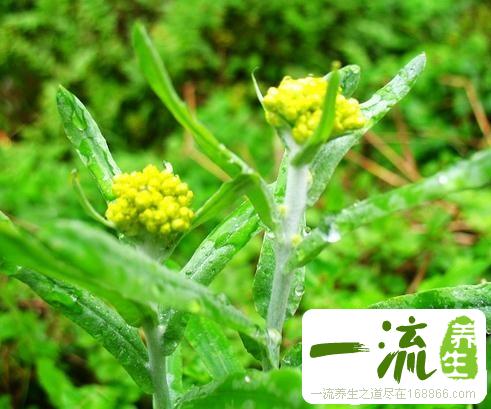 中药羊耳朵叶的功效与作用_羊耳朵叶的用法用量和禁忌注意