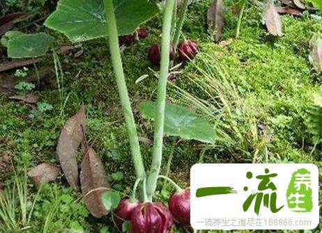 中药还阳草根的功效与作用_还阳草根的用法用量和禁忌注意