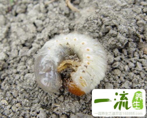 中药蛴螬的功效与作用_蛴螬的用法用量和禁忌注意