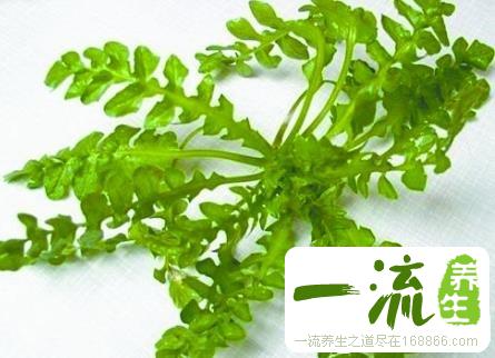 中药荠菜子的功效与作用_荠菜子的用法用量和禁忌注意