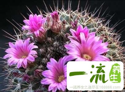 中药铁树花的功效与作用_铁树花的用法用量和禁忌注意