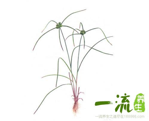 中药金纳香的功效与作用_金纳香的用法用量和禁忌注意