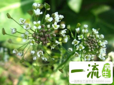 荠菜图片和荠菜的鉴别_中药鉴别