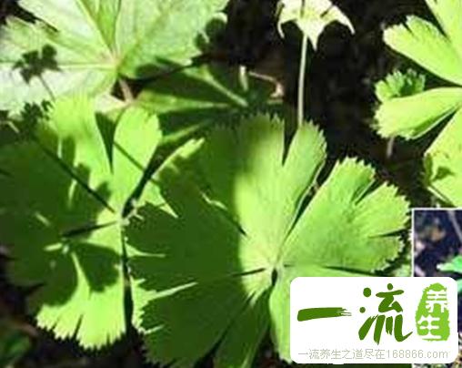 中药大独叶草的功效与作用_大独叶草的用法用量和禁忌注意
