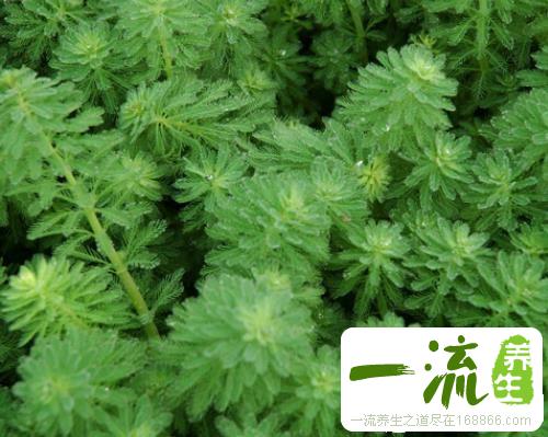 中药杉叶藻的功效与作用_杉叶藻的用法用量和禁忌注意