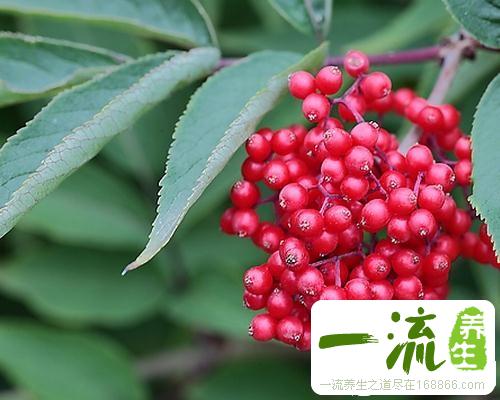 中药马尿烧的功效与作用_马尿烧的用法用量和禁忌注意