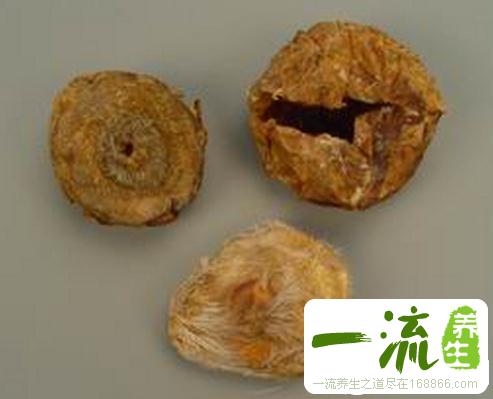 中药麝香壳的功效与作用_麝香壳的用法用量和禁忌注意
