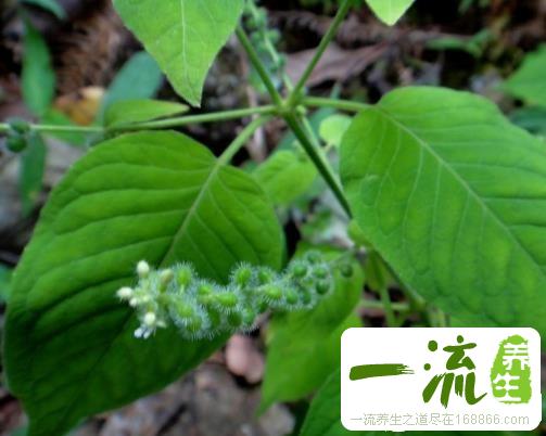 中药牛泷草的功效与作用_牛泷草的用法用量和禁忌注意