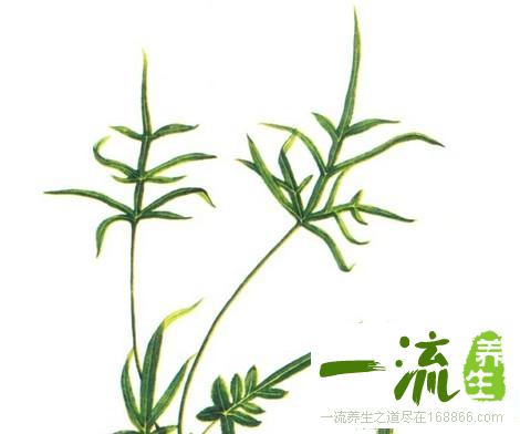 中药凤尾草的功效与作用_凤尾草的用法用量和禁忌注意