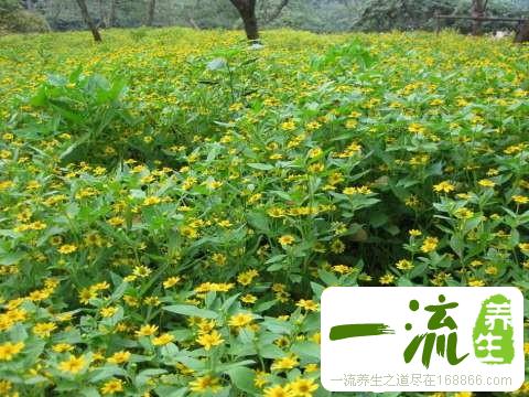 野菊花图片简介及鉴别方法_中药鉴别