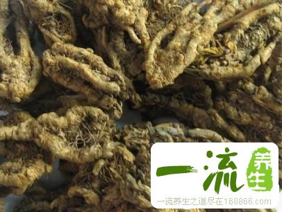中药木黄连的功效与作用_木黄连的用法用量和禁忌注意