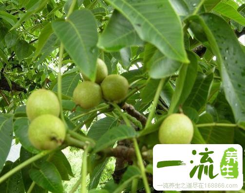 中药胡桃根的功效与作用_胡桃根的用法用量和禁忌注意