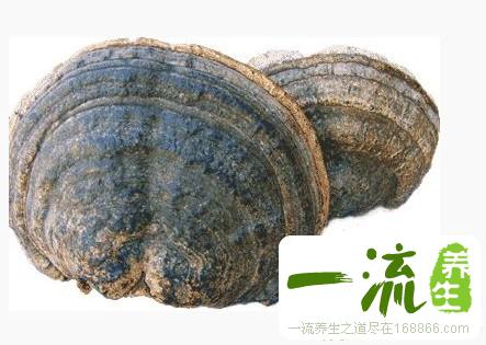 中药桦菌芝的功效与作用_桦菌芝的用法用量和禁忌注意