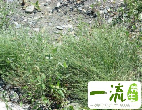 中药牛含水的功效与作用_牛含水的用法用量和禁忌注意