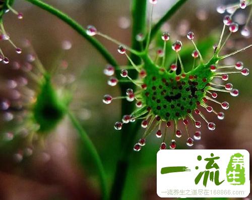 中药茅膏菜根的功效与作用_茅膏菜根的用法用量和禁忌注意