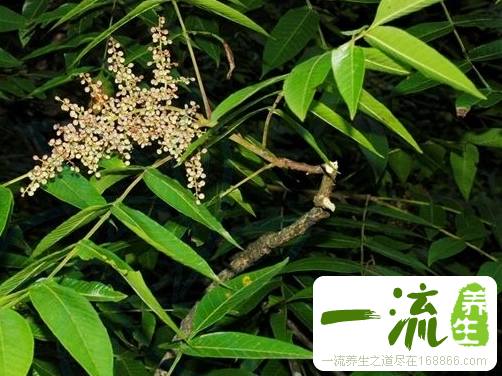 中药红麸杨的功效与作用_红麸杨的用法用量和禁忌注意