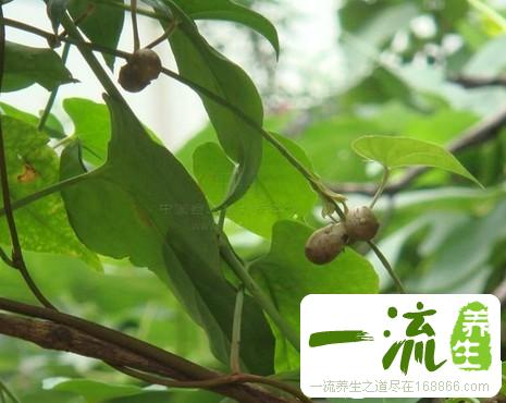 中药零余子的功效与作用_零余子的用法用量和禁忌注意
