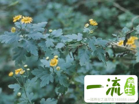 野菊花图片简介及鉴别方法_中药鉴别