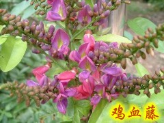 鸡血藤的功效与作用_中药常识