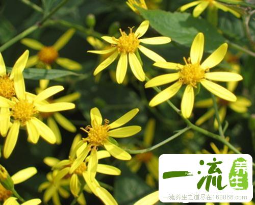 中药黄花母根的功效与作用_黄花母根的用法用量和禁忌注意
