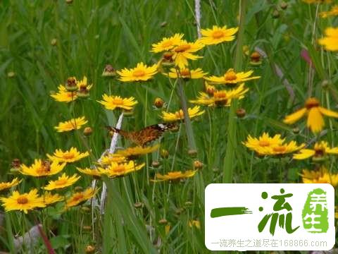野菊花图片简介及鉴别方法_中药鉴别