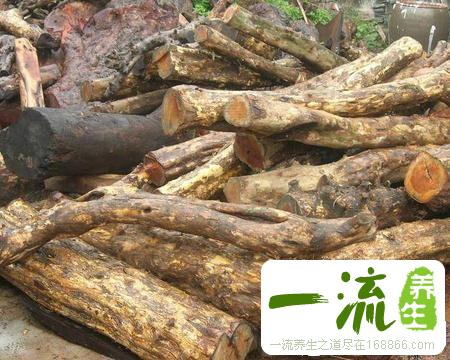 中药柘木的功效与作用_柘木的用法用量和禁忌注意