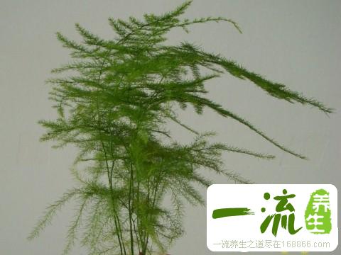 文竹的功效与作用_中药常识