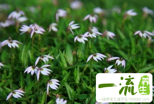 中药红半边莲的功效与作用_红半边莲的用法用量和禁忌注意